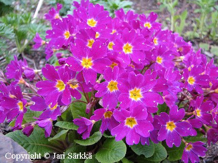 Primula 'Sirje'